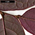 SpeciesSub: var. rubrum